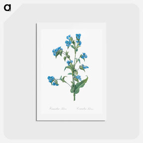 アートポストカード-Commelina tuberosa illustration - ピエール ジョゼフ ルドゥーテ Postcard.