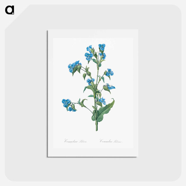 アートポストカード-Commelina tuberosa illustration - ピエール ジョゼフ ルドゥーテ Postcard.