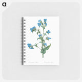 Commelina tuberosa illustration - ピエール ジョゼフ ルドゥーテ Memo.