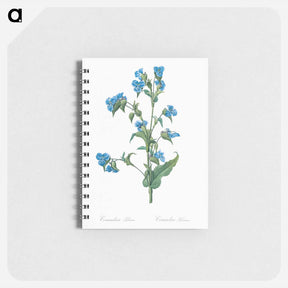 アートメモ帳-Commelina tuberosa illustration - ピエール ジョゼフ ルドゥーテ Memo.