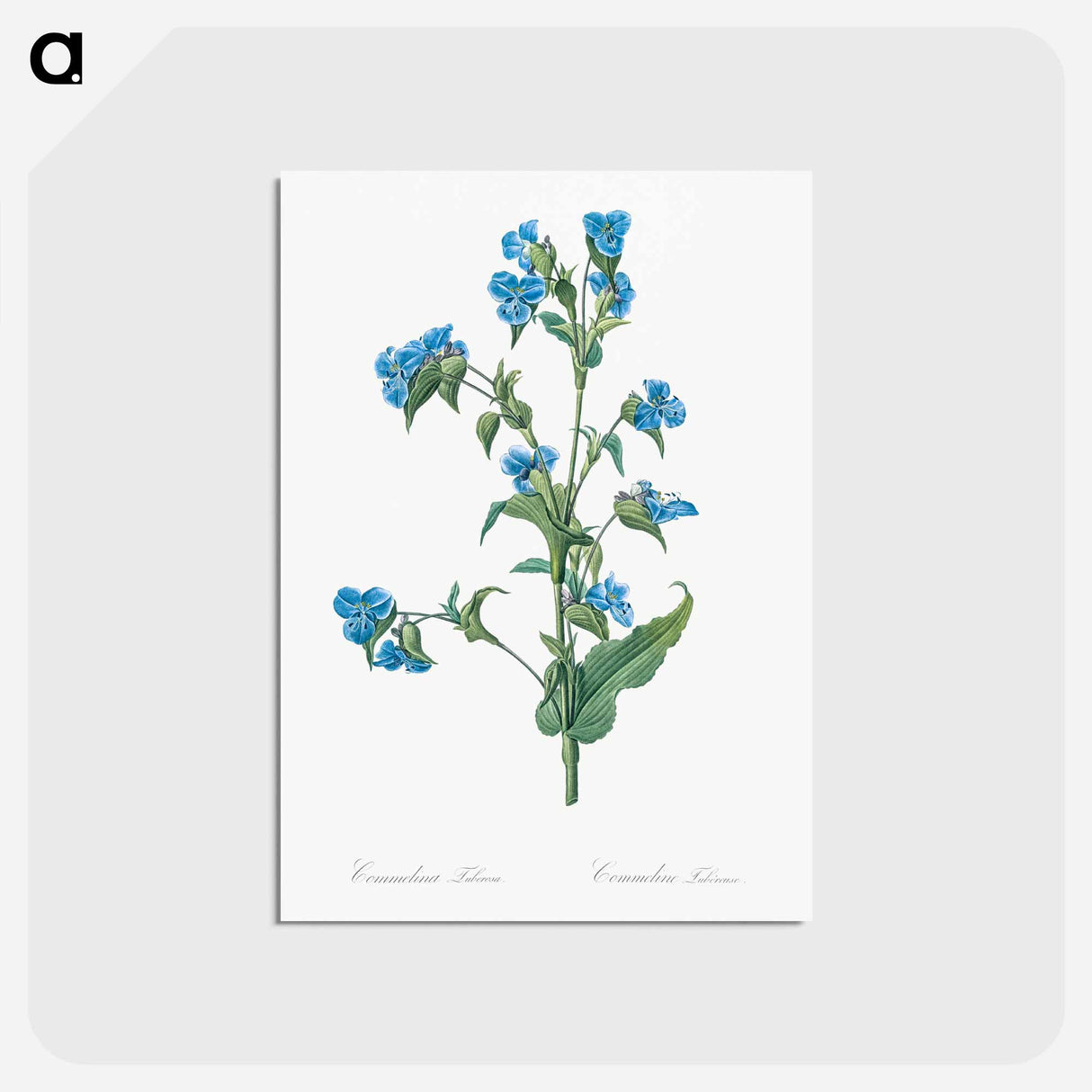 アートポストカード-Commelina tuberosa illustration - ピエール ジョゼフ ルドゥーテ Postcard.