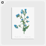 アートポストカード-Commelina tuberosa illustration - ピエール ジョゼフ ルドゥーテ Postcard.