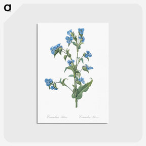 2-12_Pierre-Joseph-Redoute_postcard