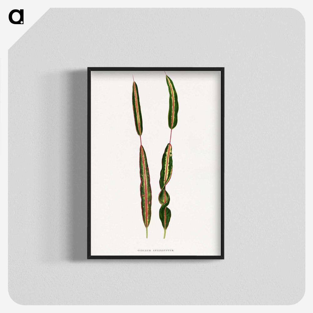 2-12_Plants-with-Colored-Foliage_blk-crop