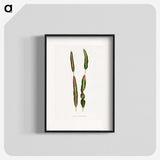 2-12_Plants-with-Colored-Foliage_blk