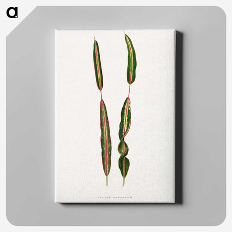 2-12_Plants-with-Colored-Foliage_canvas