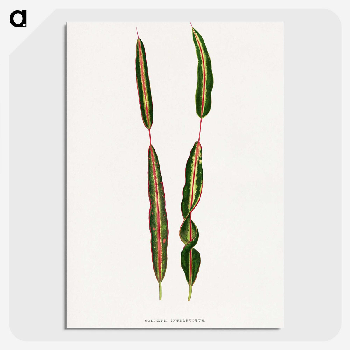 2-12_Plants-with-Colored-Foliage_picture-crop