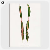 2-12_Plants-with-Colored-Foliage_picture-crop