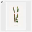 2-12_Plants-with-Colored-Foliage_picture