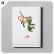 2-12_Pomona-Italiana_canvas