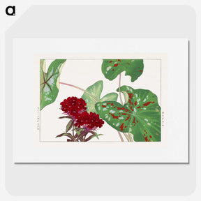 2-12_Seiyo-Soka-Zufu_picture