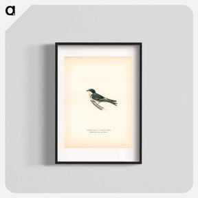 アートポスター-Hybrid Swallow
 - スヴェンスカ フォグラル Poster.