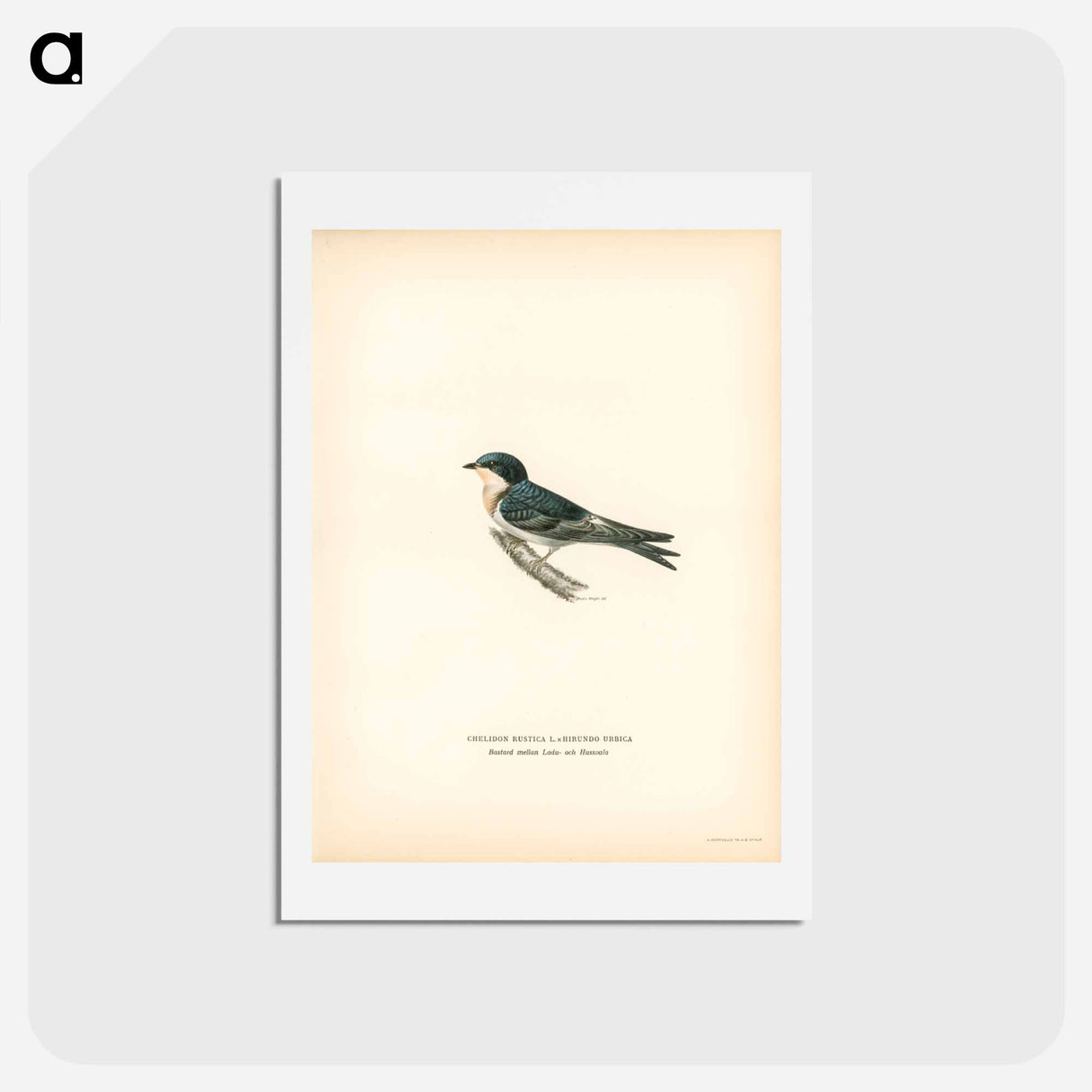 アートポストカード-Hybrid Swallow
 - スヴェンスカ フォグラル Postcard.