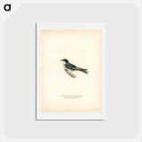 アートポストカード-Hybrid Swallow
 - スヴェンスカ フォグラル Postcard.