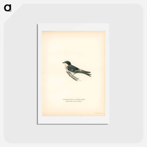 アートポストカード-Hybrid Swallow
 - スヴェンスカ フォグラル Postcard.