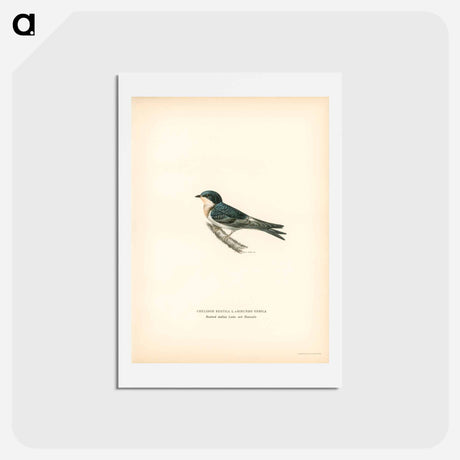 アートポストカード-Hybrid Swallow
 - スヴェンスカ フォグラル Postcard.