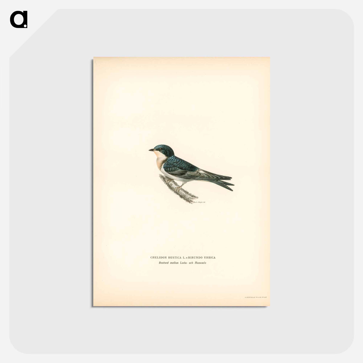 アートポストカード-Hybrid Swallow
 - スヴェンスカ フォグラル Postcard.