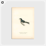 アートポストカード-Hybrid Swallow
 - スヴェンスカ フォグラル Postcard.
