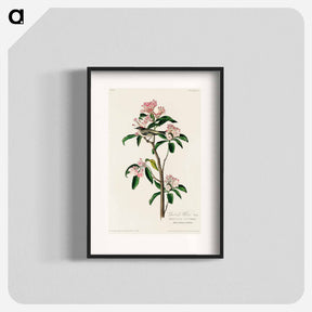 アートポスター-Cuvier's Kinglet from Birds of America
 - アメリカの鳥たち Poster.