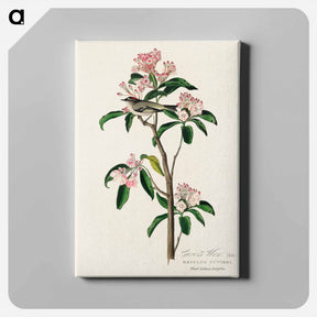 アートパネル-Cuvier's Kinglet from Birds of America
 - アメリカの鳥たち Canvas.