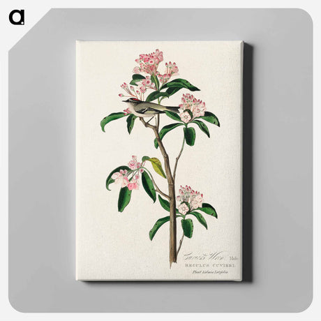 アートパネル-Cuvier's Kinglet from Birds of America
 - アメリカの鳥たち Canvas.