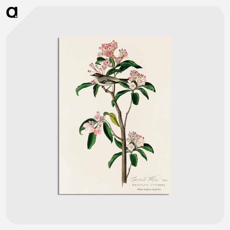 アートポストカード-Cuvier's Kinglet from Birds of America
 - アメリカの鳥たち Postcard.