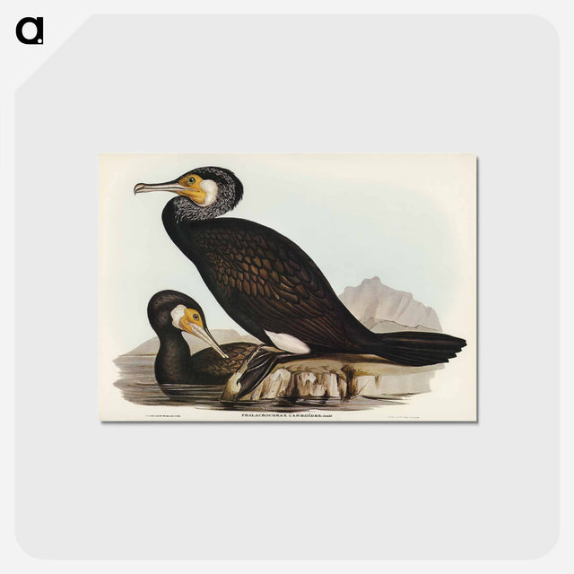 アートポストカード-Australian Cormorant
 - オーストラリアの鳥 Postcard.