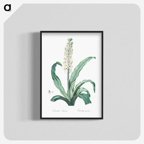 2-12_The-Lilies_blk-crop