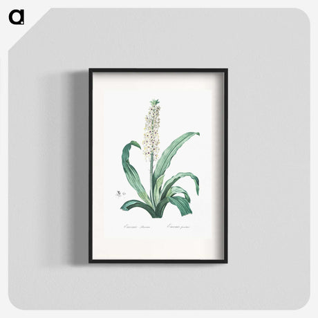 2-12_The-Lilies_blk