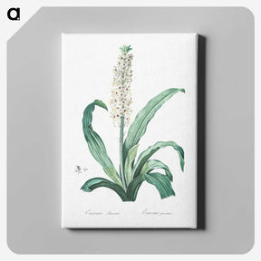 2-12_The-Lilies_canvas