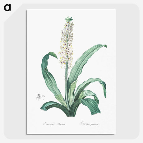 2-12_The-Lilies_picture-crop