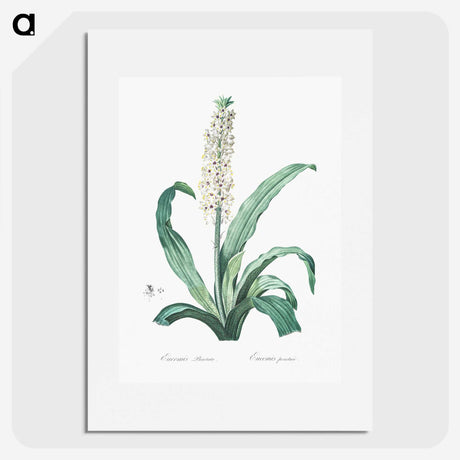 2-12_The-Lilies_picture