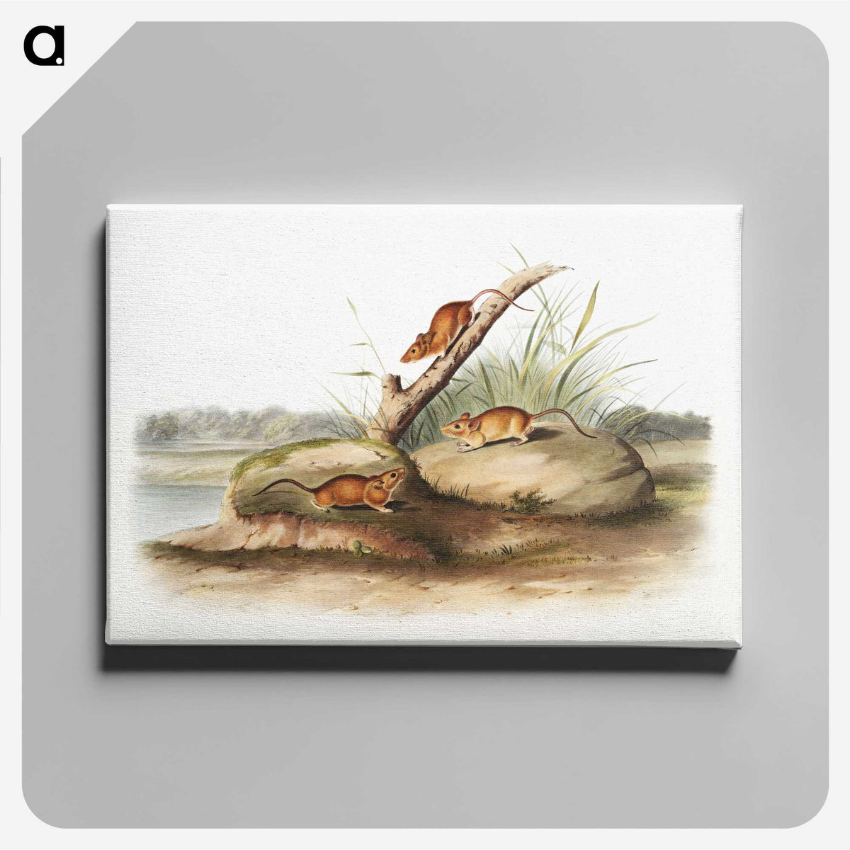 2-12_The-Viviparous-Quadrupeds_canvas