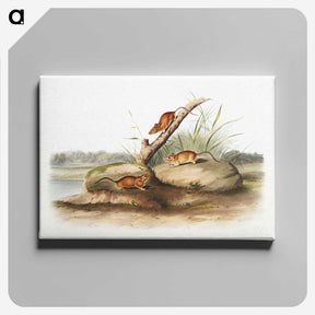 2-12_The-Viviparous-Quadrupeds_canvas