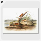 2-12_The-Viviparous-Quadrupeds_picture-crop
