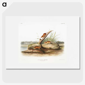 2-12_The-Viviparous-Quadrupeds_picture