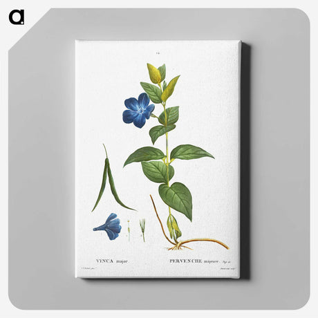 2-12_Treatise-on-Trees-and-Shrubs_canvas