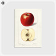 2-12_USDA-Watercolor-Fruit-Painting-Collection_postcard