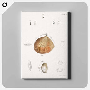 アートパネル-Different types of seashells illustration from Zoology of New York by James Ellsworth De Kay - ニューヨークの動物学 Canvas.