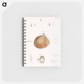 アートメモ帳-Different types of seashells illustration from Zoology of New York by James Ellsworth De Kay - ニューヨークの動物学 Memo.
