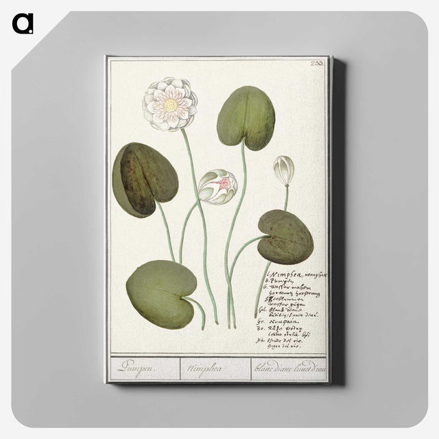 2-13_Anselmus-Boetius-de-Boodt_canvas