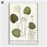 2-13_Anselmus-Boetius-de-Boodt_picture-crop