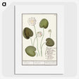 2-13_Anselmus-Boetius-de-Boodt_picture