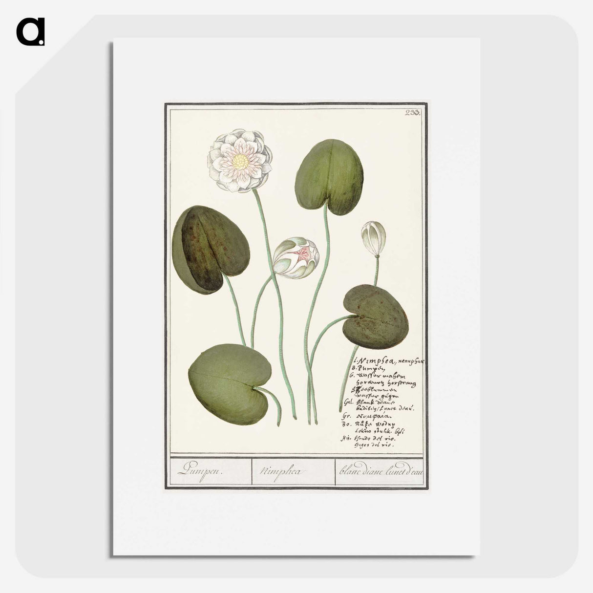 2-13_Anselmus-Boetius-de-Boodt_picture