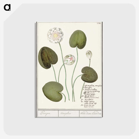 2-13_Anselmus-Boetius-de-Boodt_postcard