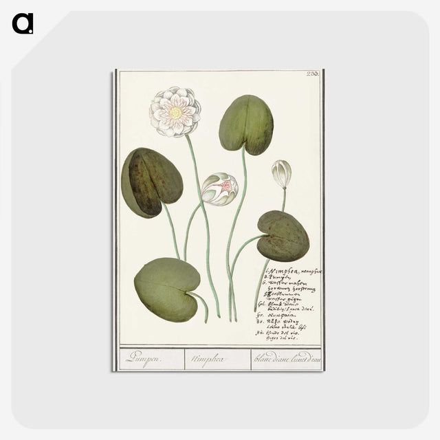 2-13_Anselmus-Boetius-de-Boodt_postcard
