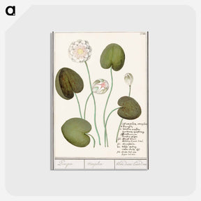アートポストカード-White water lily - アンセルムス ボエティウス デ ブート Postcard.