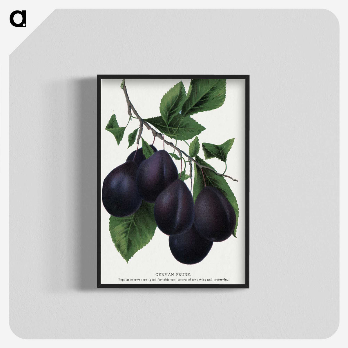 2-13_Botanical-Specimen-Plates_blk-crop
