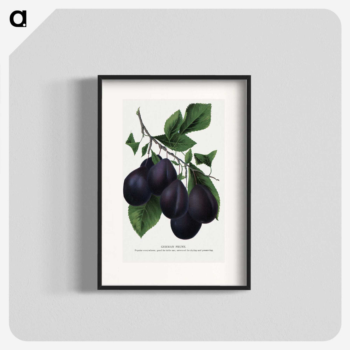 2-13_Botanical-Specimen-Plates_blk