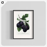 2-13_Botanical-Specimen-Plates_blk
